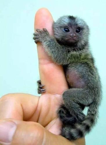 特别可爱的小猴子,只有拇指大小,太可爱了!