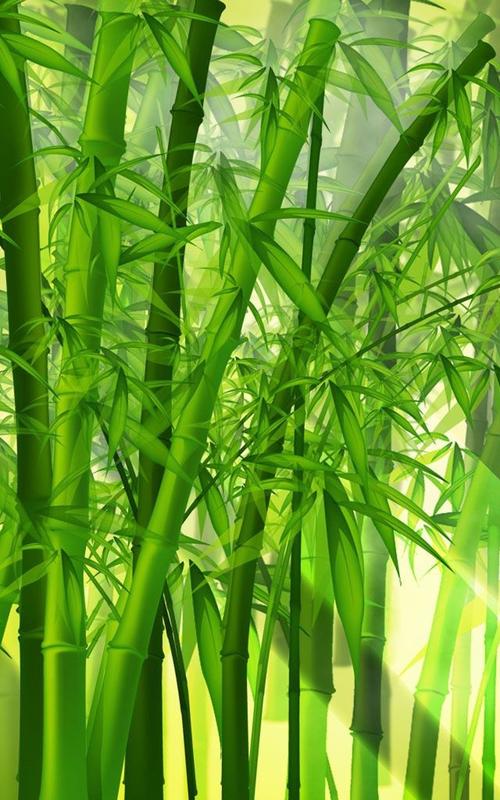 绿色竹林养眼手机壁纸