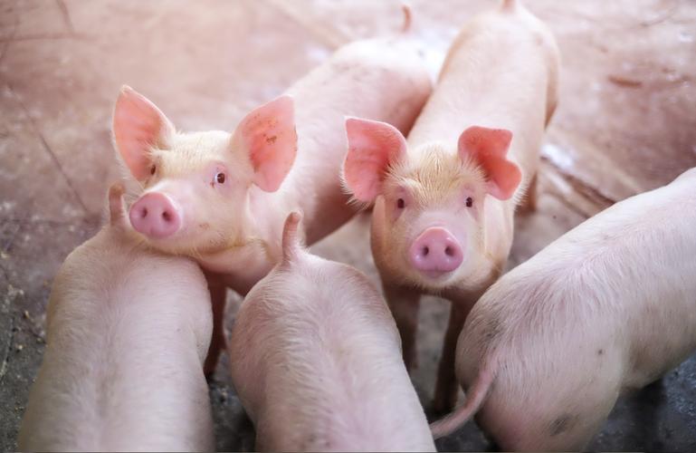养猪路上的八大误区容易导致规模化养猪场疫病流行,你看看你中招没有?