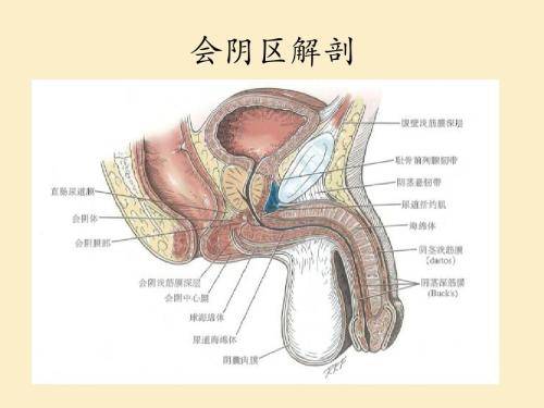 女性尿生殖三角区肌肉筋膜薄弱,易发生直肠膨出和脱垂,与肛门直肠疾病