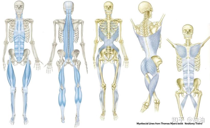 韧带肌肉还是筋膜拉伸到底拉的是什么