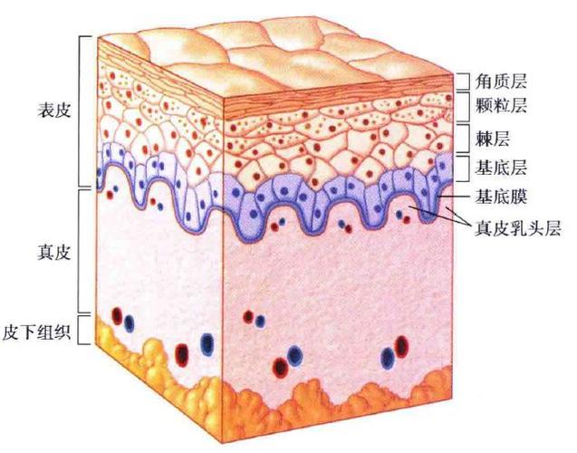 表皮是皮肤的最外层,从内到外由基底层,棘层,颗粒层和角质层组成.