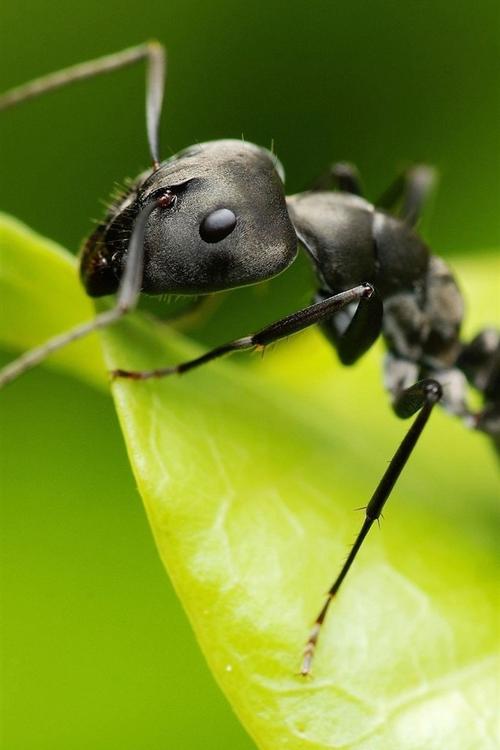 蚂蚁微距摄影,昆虫,绿叶 iphone 壁纸