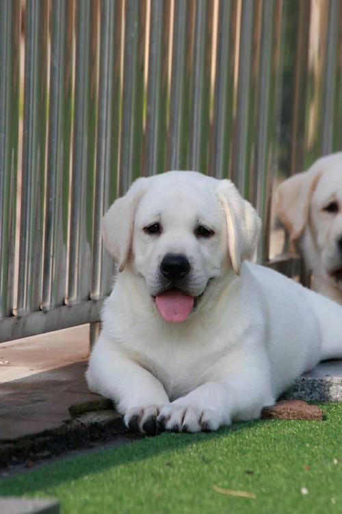 高端品纯种拉布拉多幼犬出售 豪华赛级血统 专业繁育