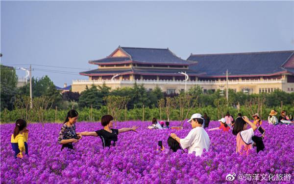 菏泽东明县玉皇新村有一片蔚为壮观的紫色花海