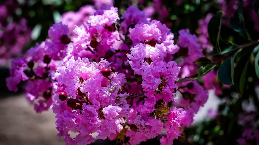 最漂亮的紫薇花图片-花卉壁纸 - 壁纸家