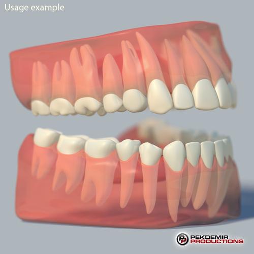 牙齿与牙龈3d模型