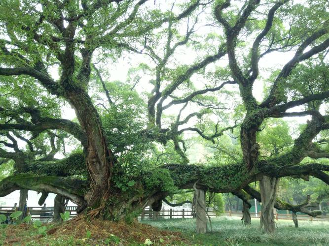 福州植物园的古榕树.