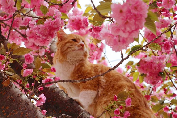 猫面樱花相映红