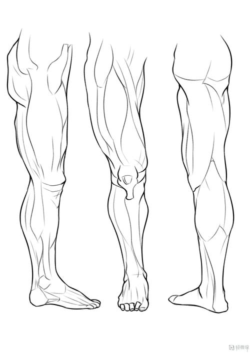 临摹腿—腿部人体肌肉结构入门训练