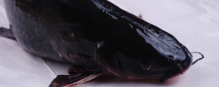 鲿科鮰鱼长吻鮠一般多少钱一斤和鲶鱼有什么区别