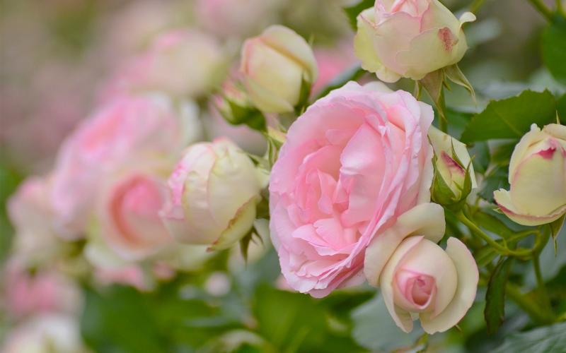 粉红玫瑰,花,花园 壁纸