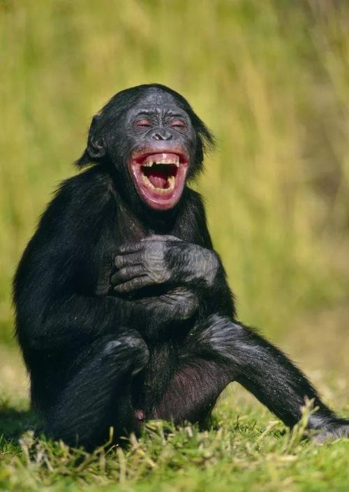 (少年不识愁滋味,莫名狂笑在世间;这只少年黑猩猩的笑实在是太魔性了