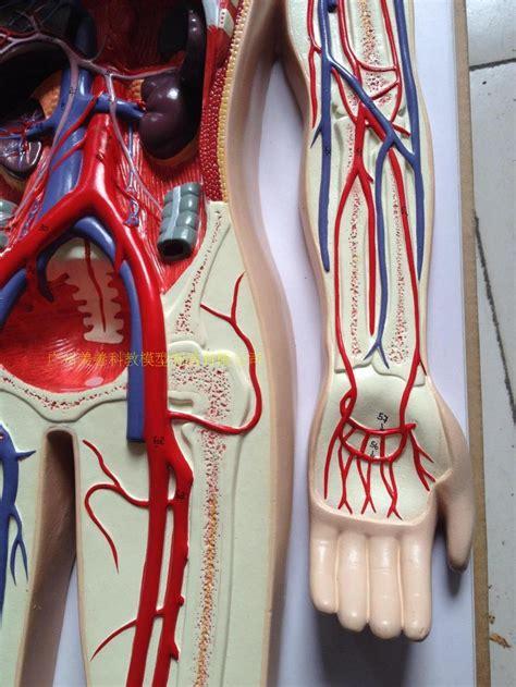 人体血液循环系统模型 全身血液循环 人体血管分布 心脏功能演示