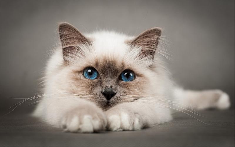 精选可爱的萌宠小猫高清图片桌面壁纸