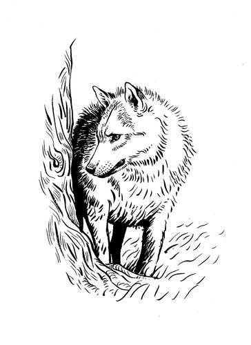 关于狼的一组手绘插画