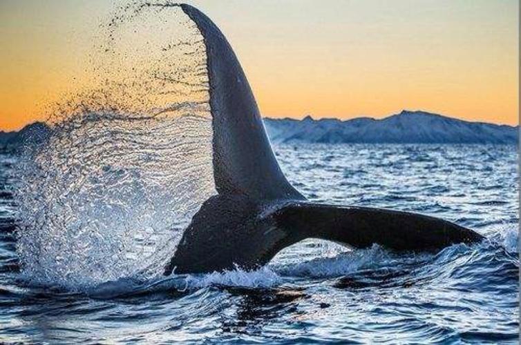虎鲸(学名:orcinus orca)是一种大型齿鲸,身长为8-10米,体重9吨左右
