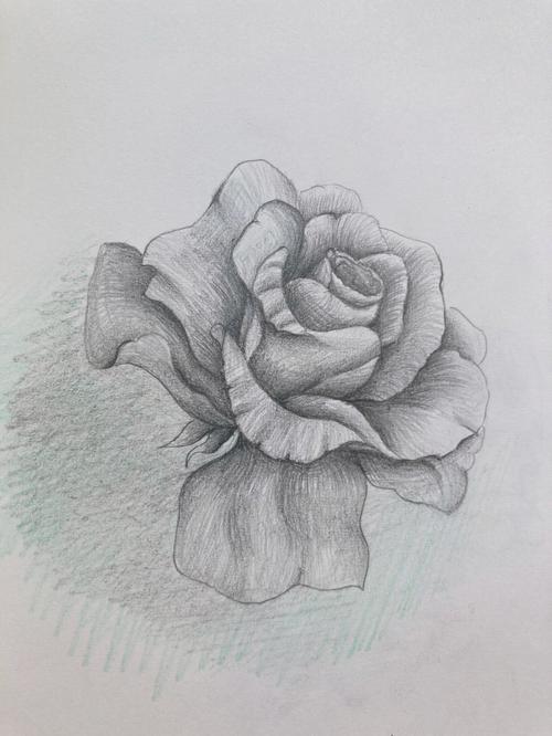铅笔画每日一画玫瑰花