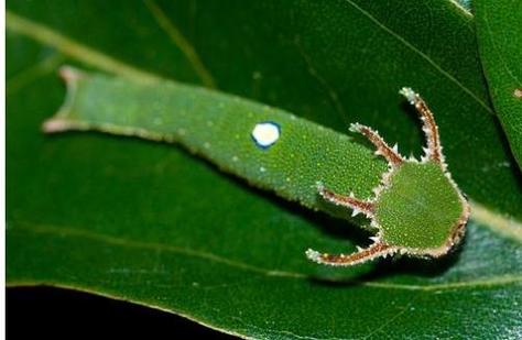 估计是某种鳞翅目幼虫,比如蛱蝶幼虫,你看看