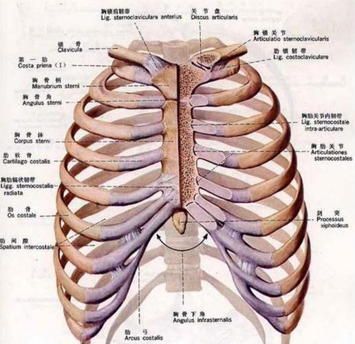 胸椎一共有12节椎体,除了下面的浮肋以外,上面的十个椎体,一到十都有