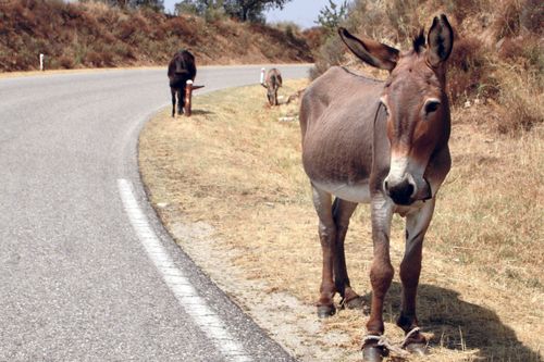 a hobbled donkey on the side of the road in sardinia, italy.