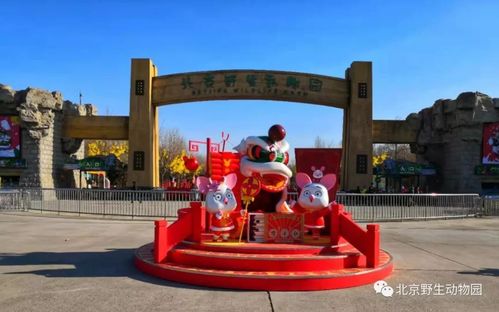 北京旅游网专访北京野生动物园总经理吴兆铮:立志打造"北方的长隆"
