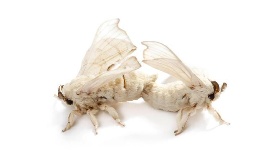 因此需要养殖户观察蚕蛾出茧情况,及时把雌雄蚕蛾放在一起让它们交配