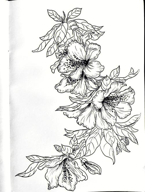 线描手绘花卉临摹杜鹃021