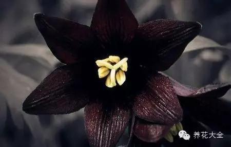 23种世上最黑最黑的花