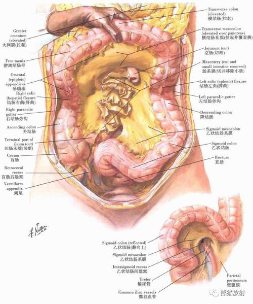 解剖丨腹部腹壁腹膜