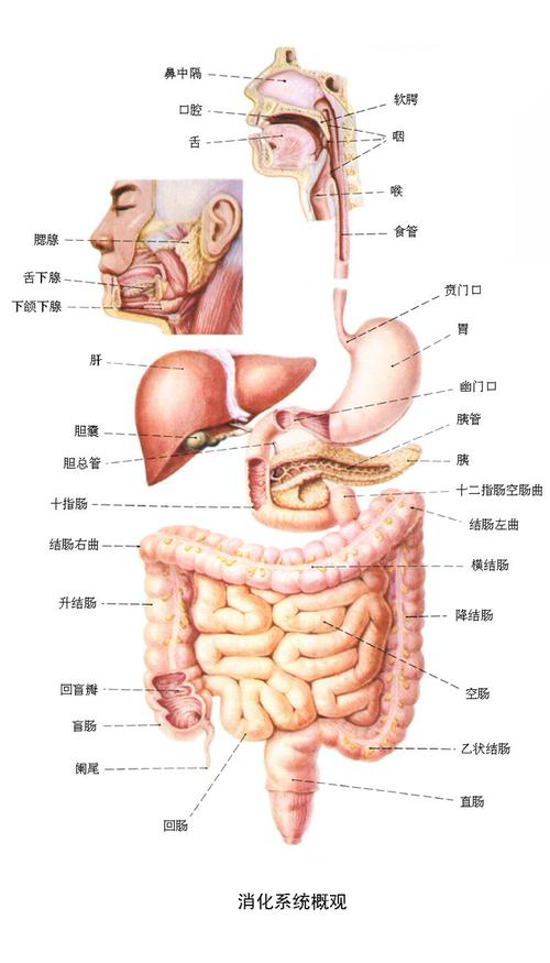 消化系统由消化管和消化腺组成.