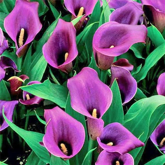 盘点世界上最毒的十种花卉