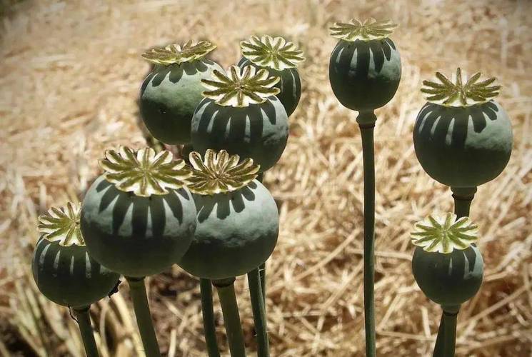 鸦片(英语 opium 阿拉伯语 afyūm),又叫阿片,俗称大烟,源于罂粟植物