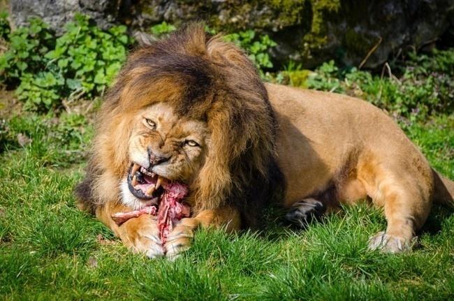 正在吃肉的雄狮图片-野生动物-百图汇素材网