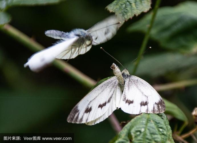 一对白色或卷心菜蝴蝶在叶子上交配
