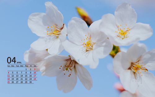 2021年4月樱花植物花卉日历壁纸图片
