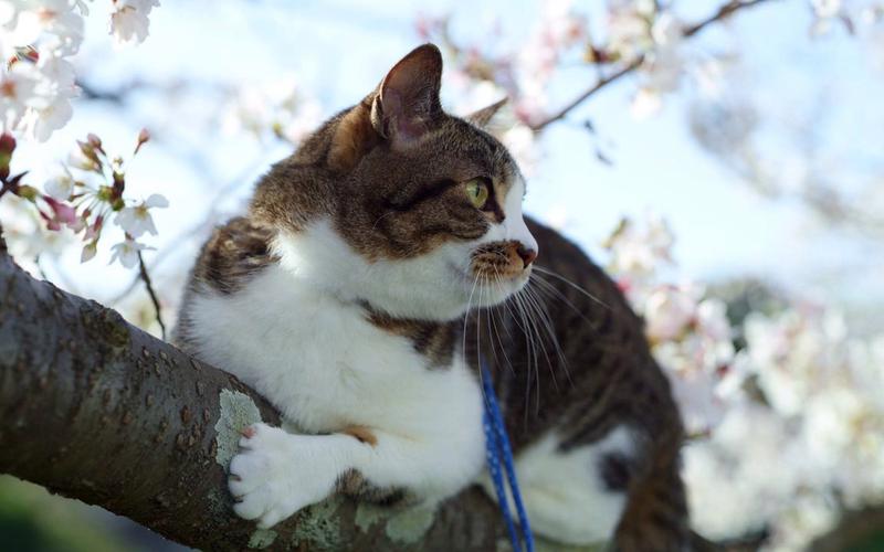 【风景】在樱花树上的小猫咪