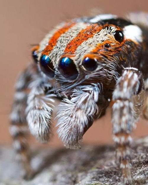 颠覆你对蜘蛛的认识不足1cm的小蜘蛛会开屏会跳舞还会唱歌