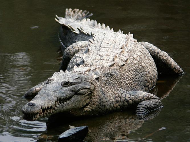 those who follow crocodiles – is there more to