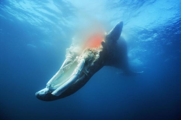一个唯美而浪漫的名字:正是人们赋予它的死亡,鲸落.也会经历死亡.