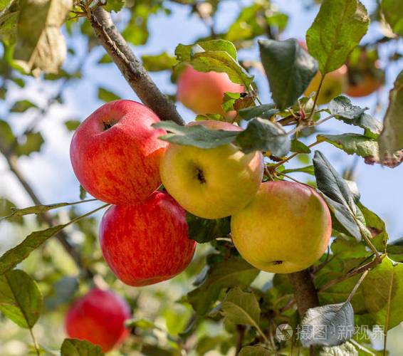 在花园里的苹果树上成熟的红色黄色苹果夏季收获苹果