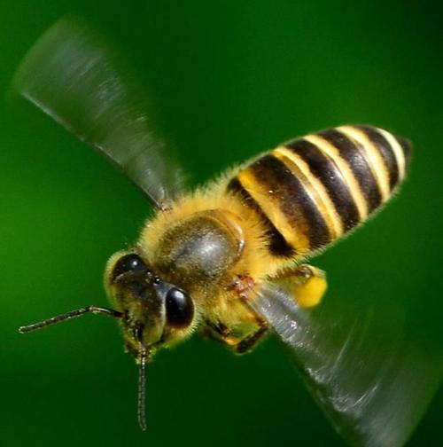 神奇的蜜蜂家族