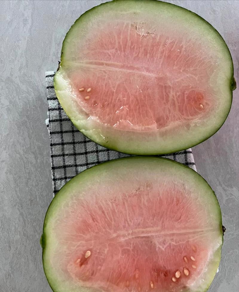 这白瓤西瓜是新品种吗,怎么一点不好吃[惊恐][惊恐]#搞笑