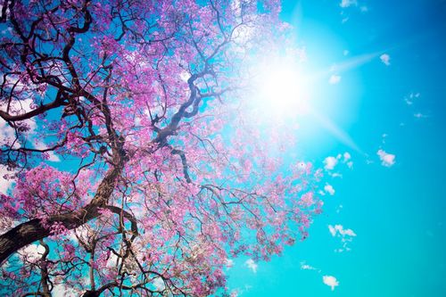 漂亮的樱花树图片,高清图片