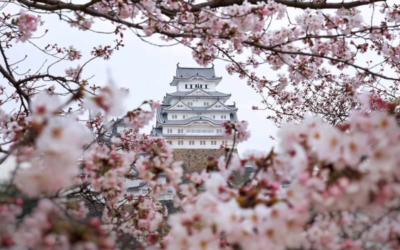 壁纸 姬路城,樱花,日本