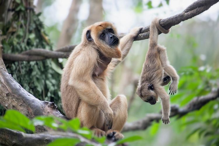 猴妈妈坐树枝上猴子倒挂在树枝上