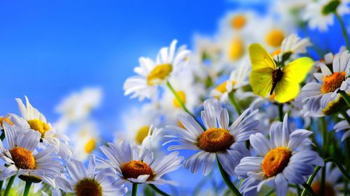 白菊花的花朵,黄色的蝴蝶,蓝天 壁纸 - 2560x1440