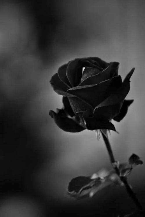 black rosevil,全世界最稀有的黑色玫瑰极…-堆糖,美好生活研究所