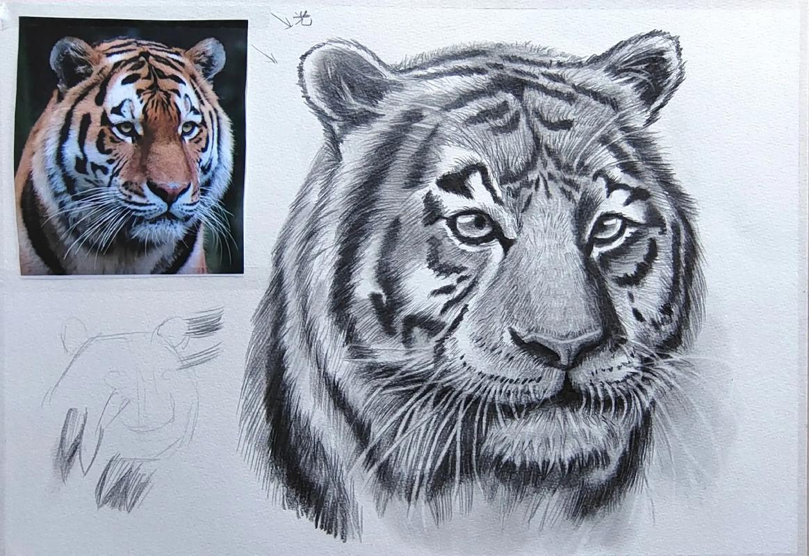 简单易学的素描动物老虎画法
