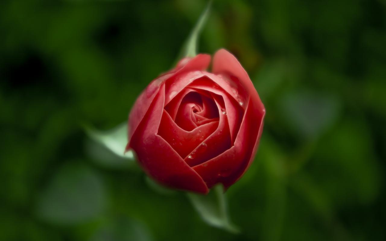 娇艳迷人的玫瑰花高清图片桌面壁纸